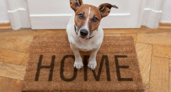 How to clean a house with pets