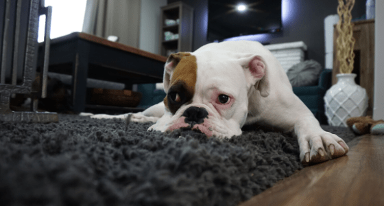 How to Keep your Home Clean with Pets