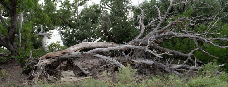 Selling a Home: Are Dead Trees Killing Your Sale?