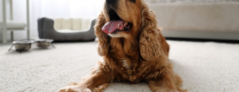 How to make your home more pet-friendly