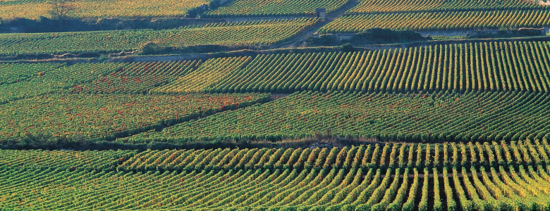 Aerial view of green farmland sectioned out in acres